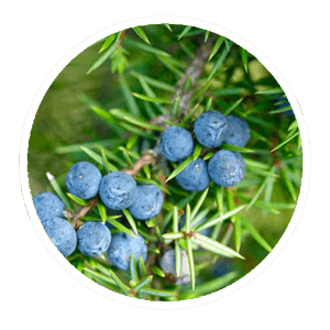 juniper berries